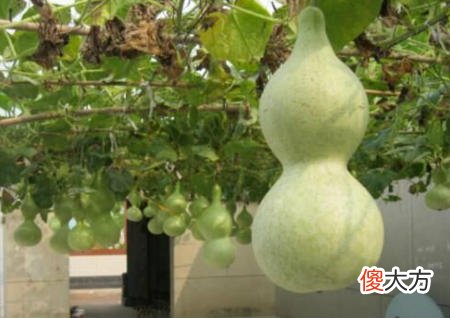 适合庭院种植的驱邪风水植物