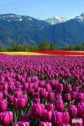 郁金香花语和象征意义 郁金香花语及象征意义