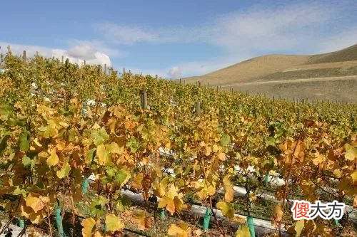 如何给一个野生葡萄酒品牌取名 世界葡萄酒大赛