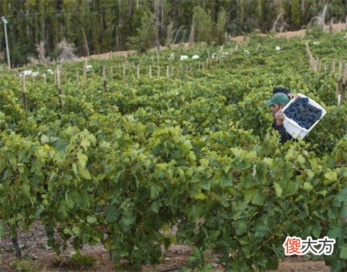 哪种病不适合喝葡萄酒 胃病能不能喝一点点葡萄酒