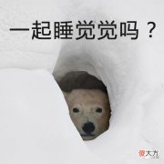 为什么冬天看不到蝴蝶 冬天怎么会有蝴蝶