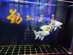 饲养蝴蝶鲤的鱼友越来越多，患病的也不少，哪些条件不适合饲养？