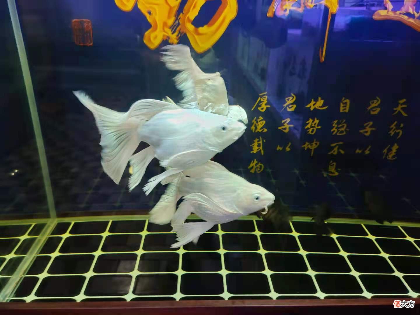 饲养蝴蝶鲤的鱼友越来越多，患病的也不少，哪些条件不适合饲养？