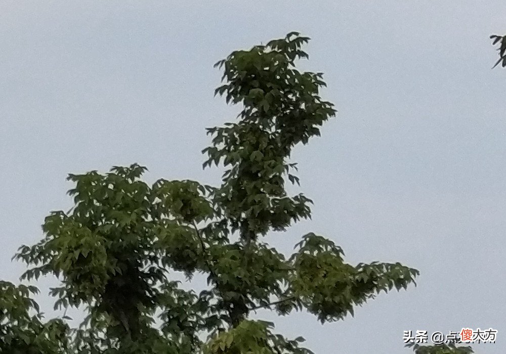 用手机拍照很傻吗 傻瓜相机真的能拍照吗