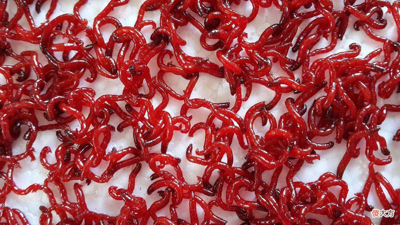 红虫和蚯蚓两种虫饵 红虫饵料和蚯蚓哪个好