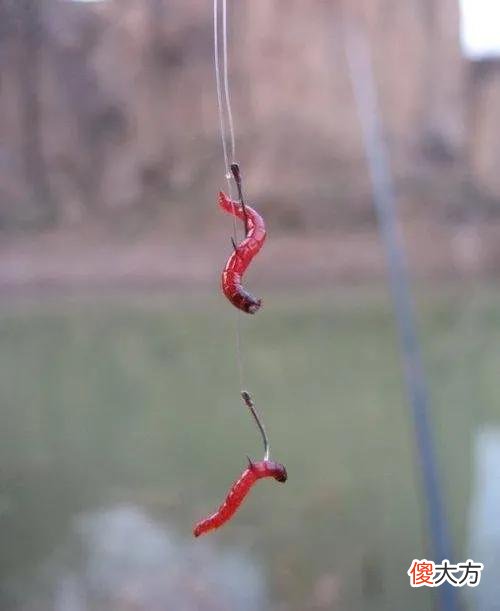 红虫为什么能成为冬钓神饵 冬钓红虫拉饵