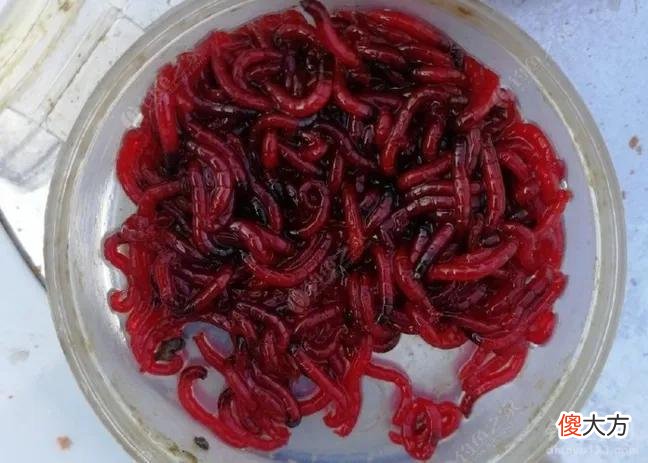 红虫为什么能成为冬钓神饵 冬钓红虫拉饵