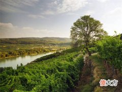 杜克蒙特城堡美乐干红葡萄酒 法国castle美乐干红葡萄酒