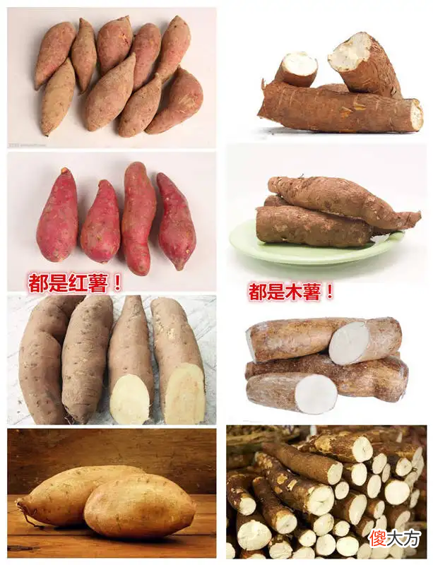 木薯和红薯到底有啥区别 木薯和红薯的区别图片欣赏