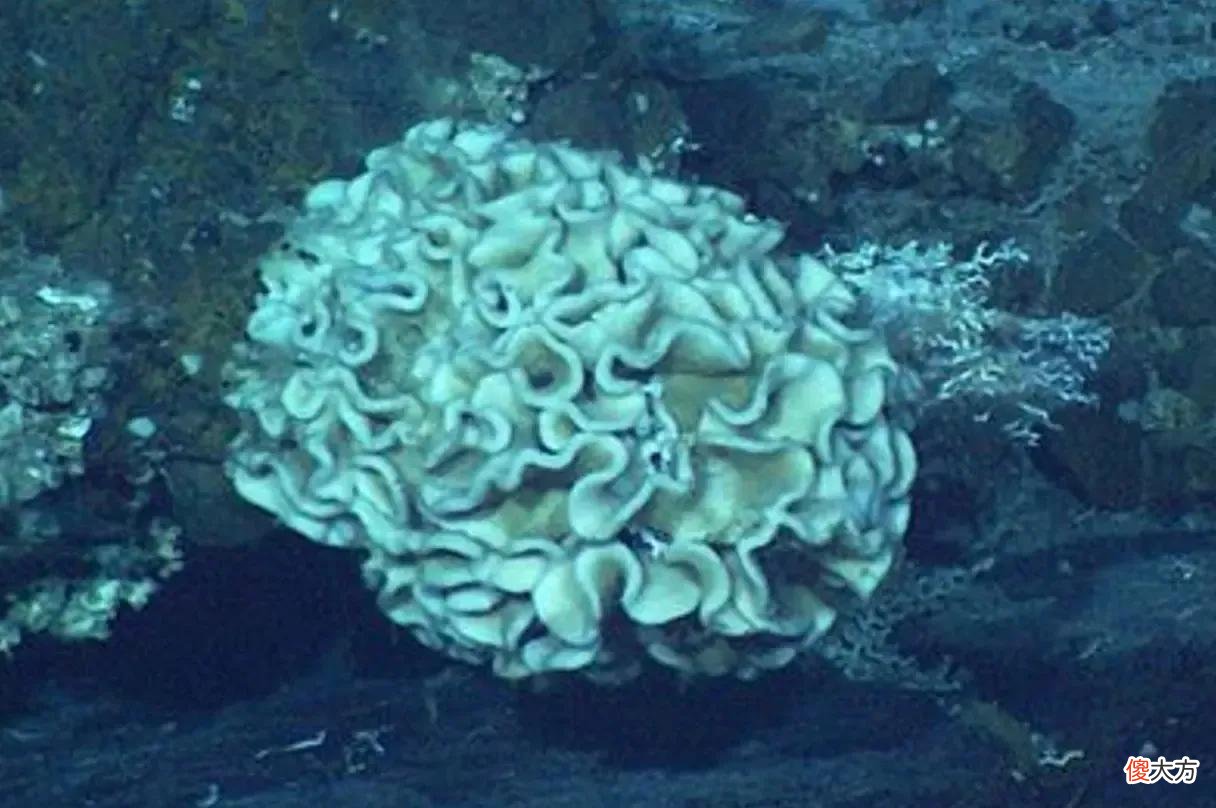 海底一万米存在什么 海底一万米究竟有什么