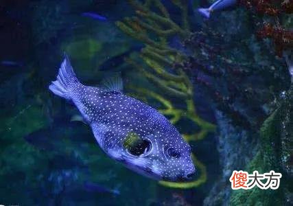 海底一万米存在什么 海底一万米究竟有什么