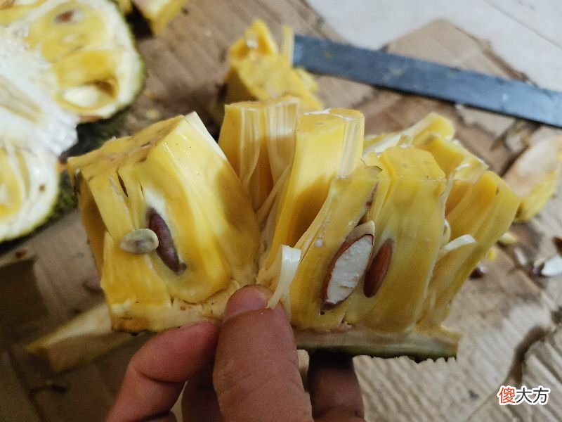 怎么清洗干净手上沾有的菠萝蜜树胶 菠萝蜜胶沾到手上怎样去除
