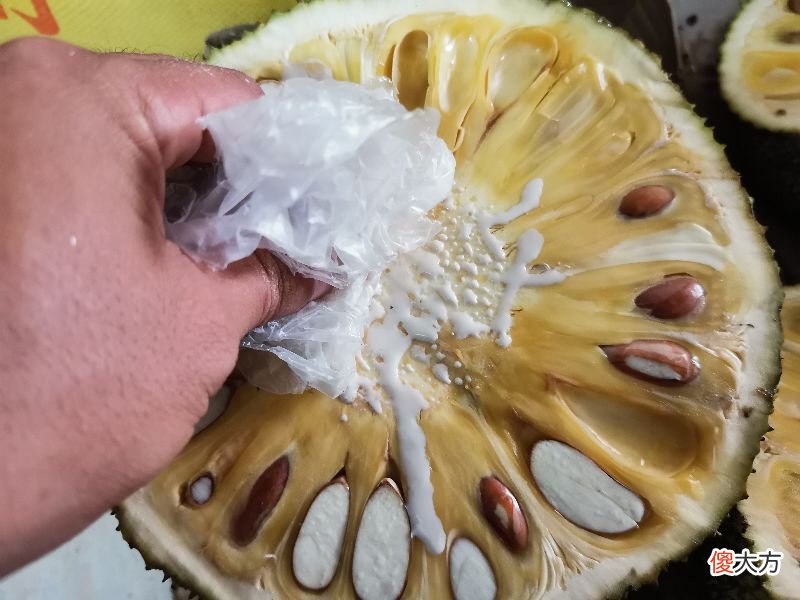 怎么清洗干净手上沾有的菠萝蜜树胶 菠萝蜜胶沾到手上怎样去除