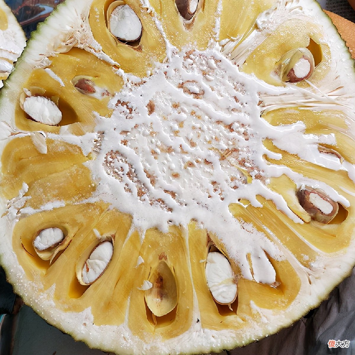 菠萝蜜你不知道的那些事 请问菠萝蜜