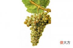 切尔科摩罗红葡萄酒价格 法国歌莉奥干红葡萄酒