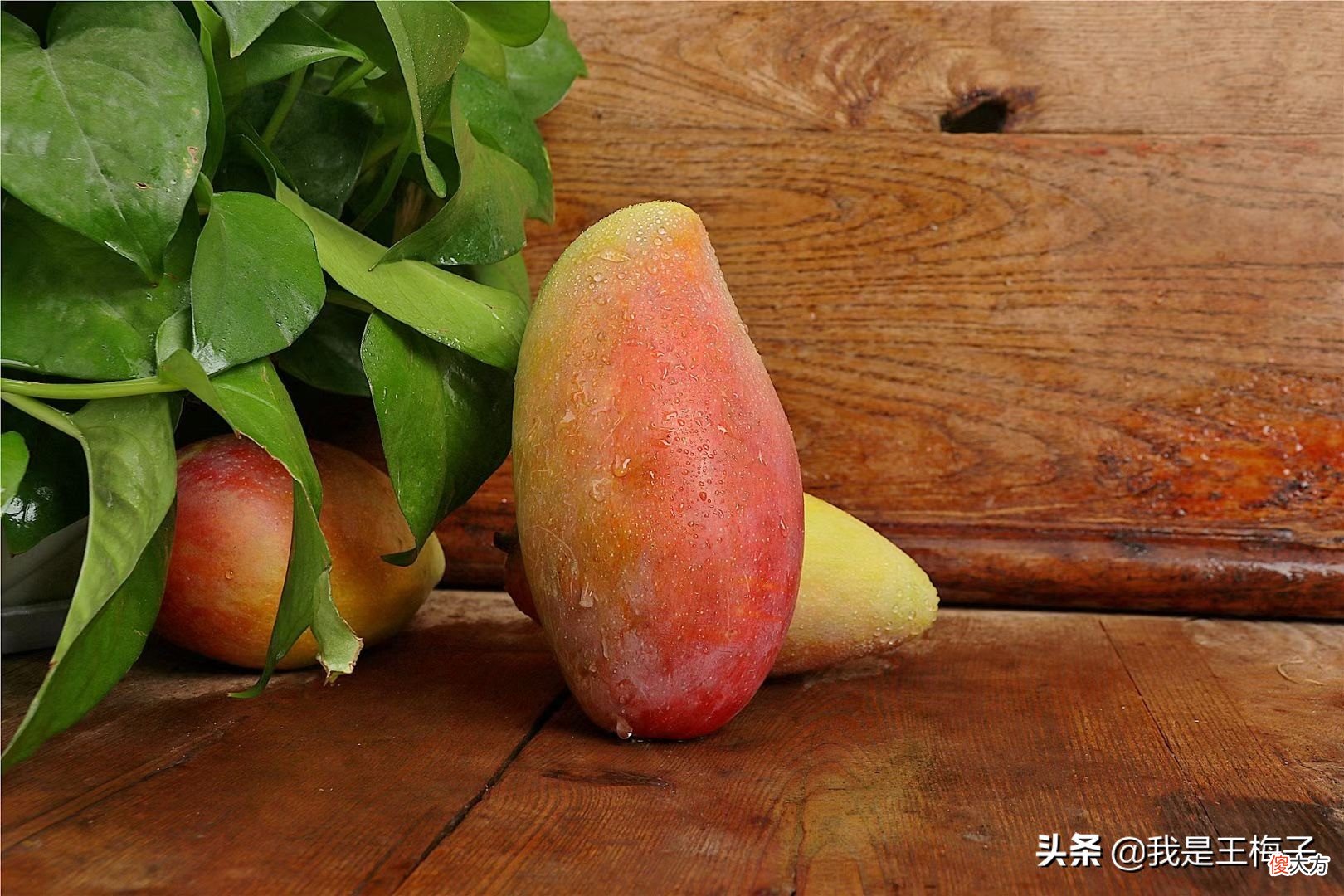 爱吃芒果的要留意 爱吃芒果好不好