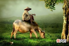 1985每属牛一生有二婚