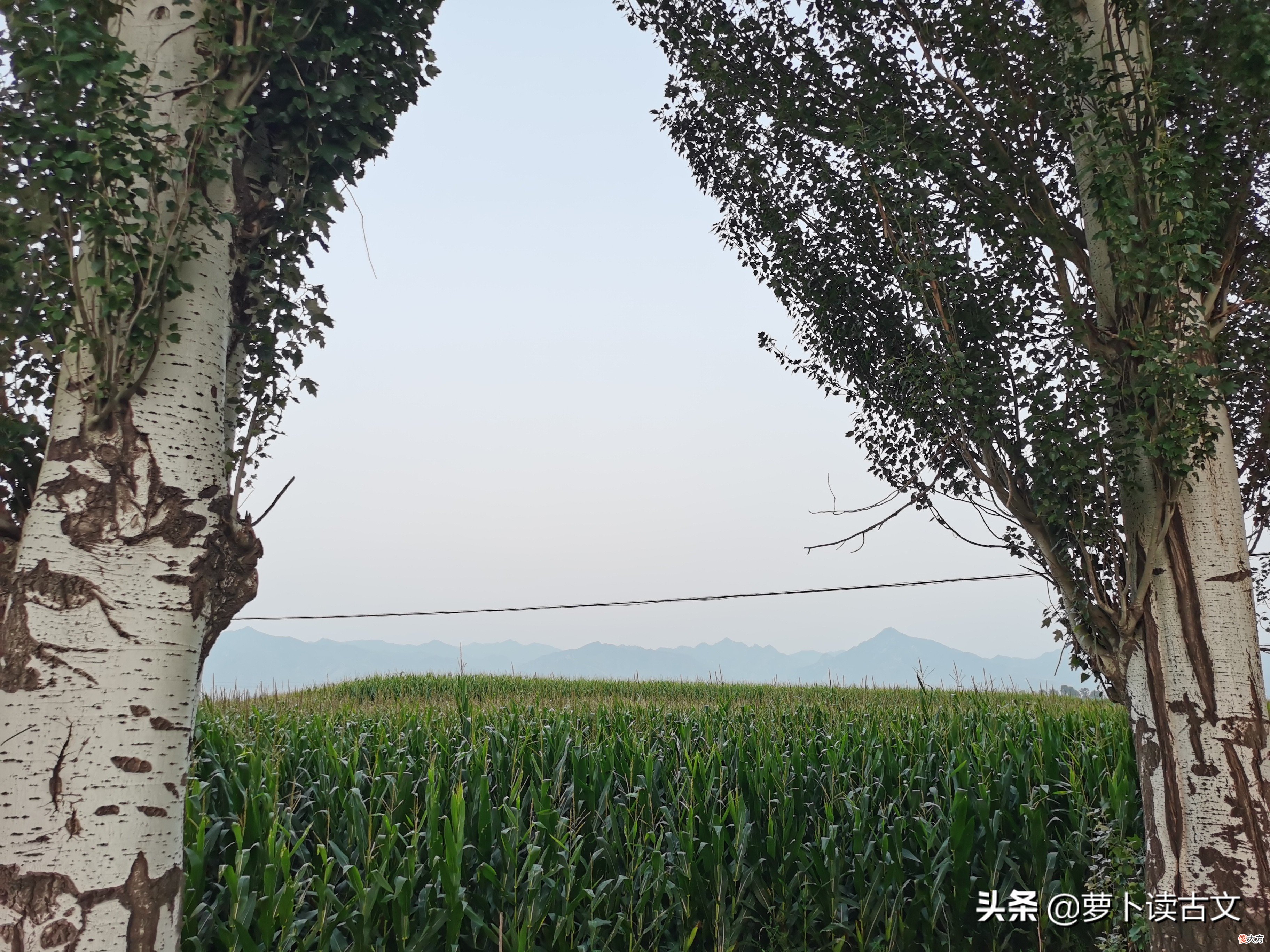 君子和而不同 君子和而不同的意思