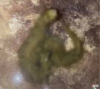 泰国网友捉到浑身长满绿毛的蛇 泰国绿色的蛇