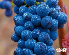 什么是木塞酒 如何通过木塞分辨酒的好坏