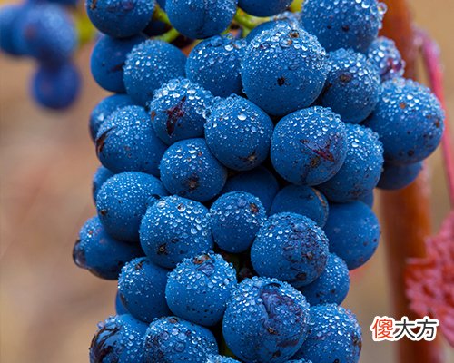 什么是木塞酒 如何通过木塞分辨酒的好坏
