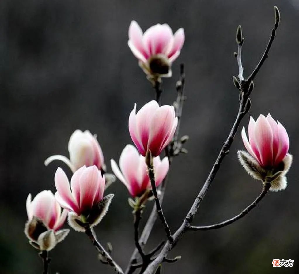 花竟然都是9瓣 九个花瓣的花