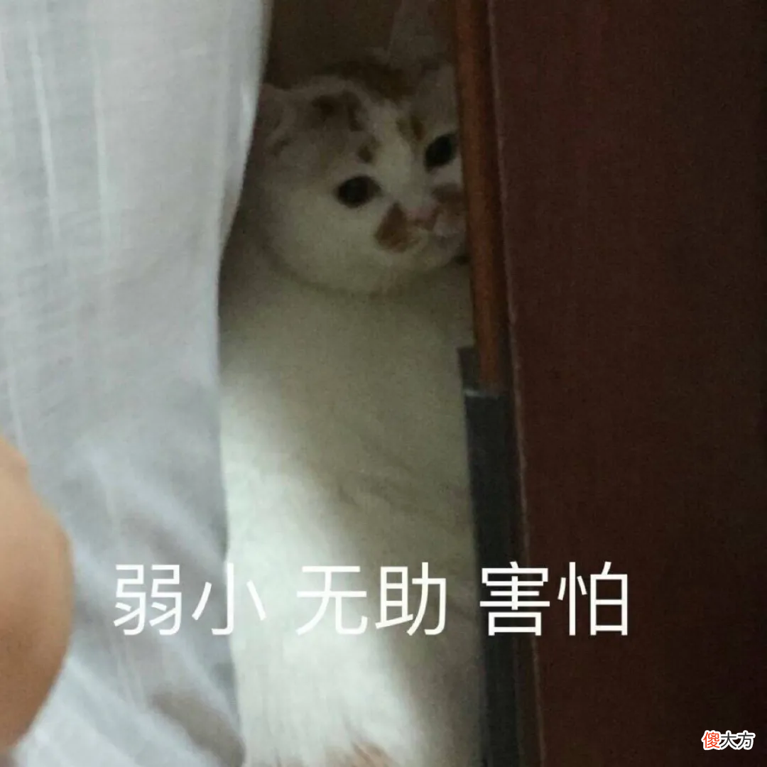 100只猫咪99只都爱吃肝脏 猫长期吃肝脏