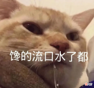 100只猫咪99只都爱吃肝脏 猫长期吃肝脏