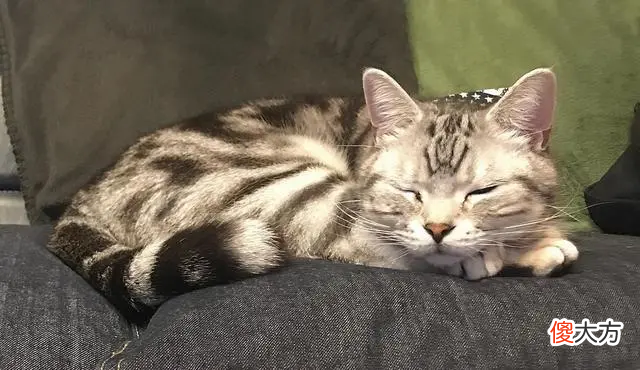 100只猫咪99只都爱吃肝脏 猫长期吃肝脏