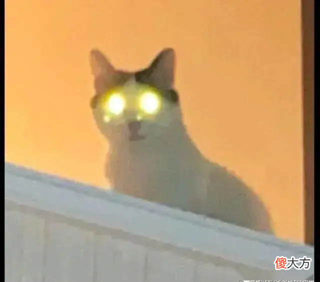100只猫咪99只都爱吃肝脏 猫长期吃肝脏