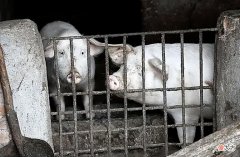 【历史故事】河北一农民家经常丢猪，只能选择报警，结果让考古专家高兴异常