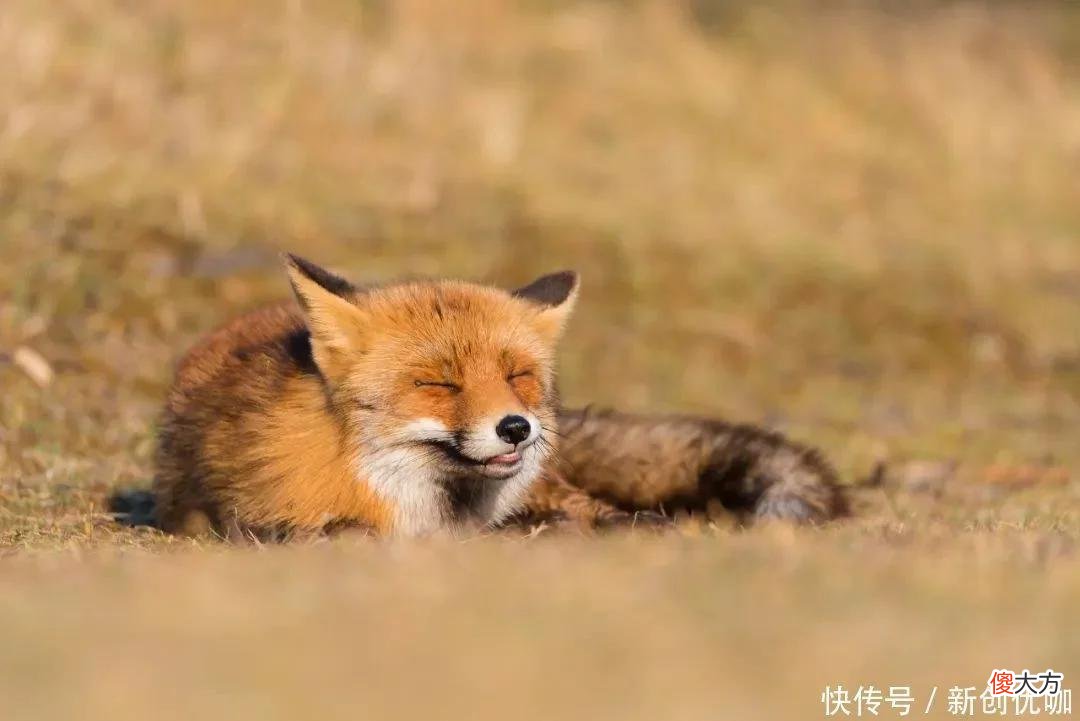 【星座控】5月，喜鹊报喜，喜气盈门，好运势不可挡，万事亨通的三个生肖