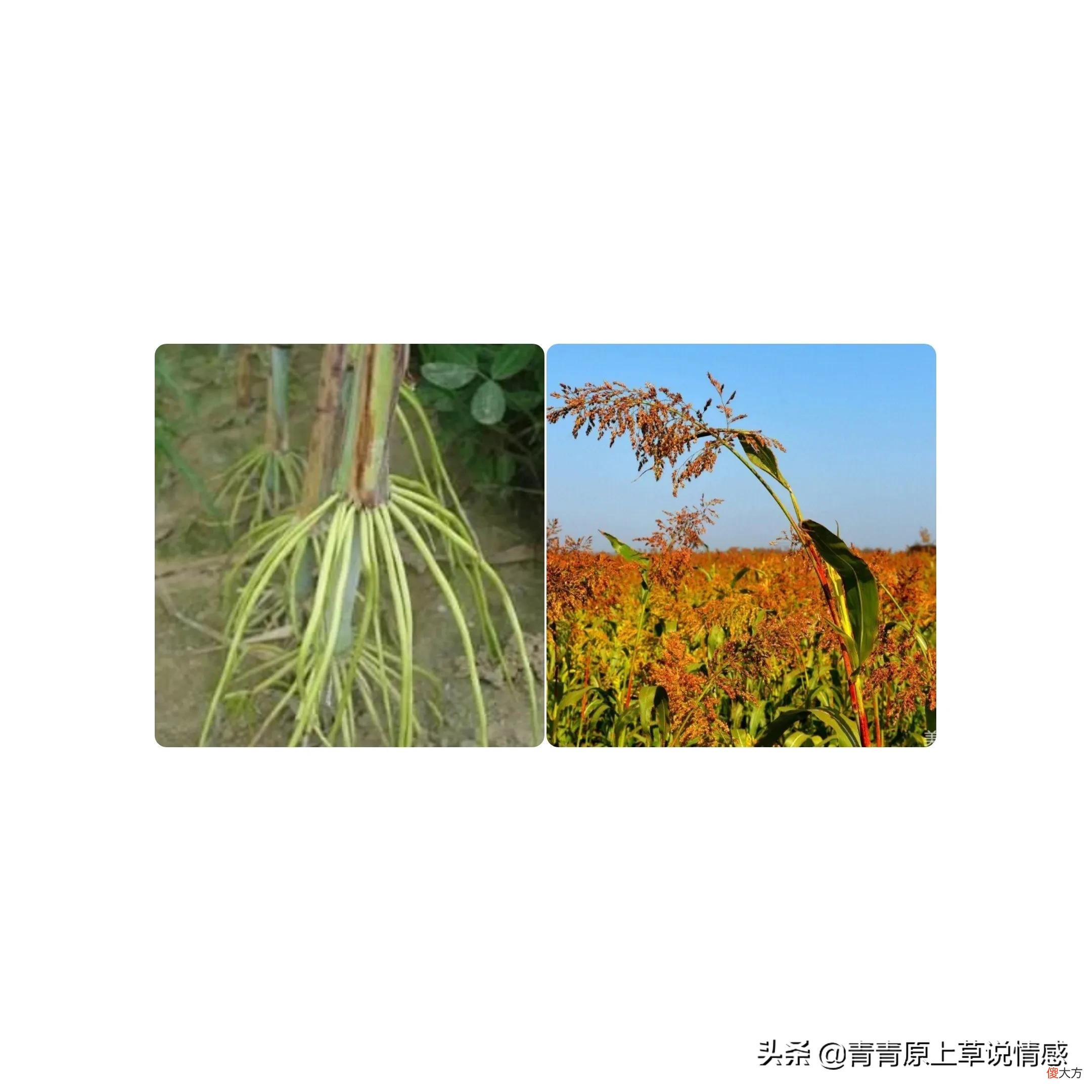 老公去世后,姨姨活成了原野上一棵红高梁,成了老公永远的媚娘