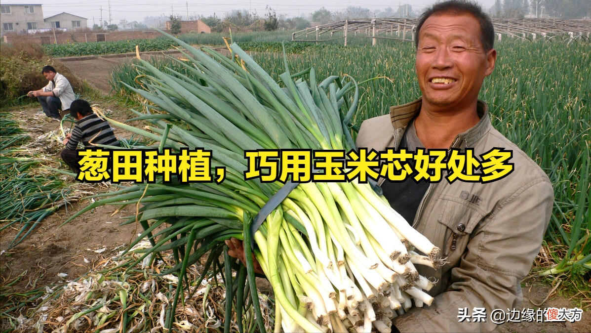 巧用玉米芯好处多 玉米芯的妙用