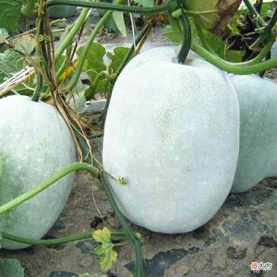 冬天用什么食材煲汤好 冬季用什么食材煲汤最好