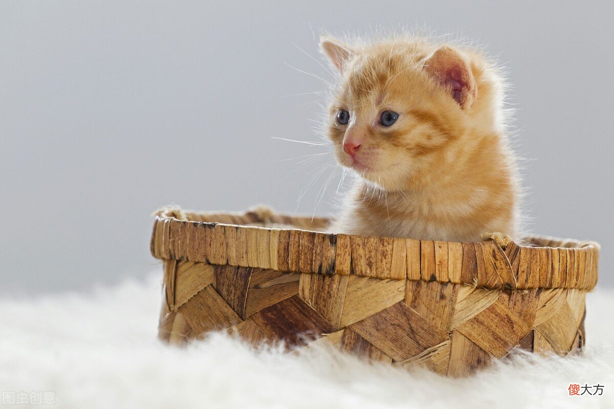 猫咪可以喝舒化奶 猫咪能喝的舒化奶