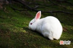 生肖兔几月命苦(图文)
