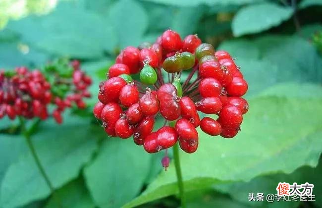 人参粉的功效与作用 人参粉的功效与作用及食用方法
