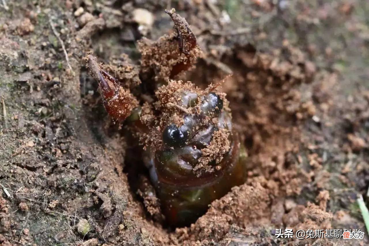 一种能活17年的昆虫，一出土就是300亿只，即将席卷美国