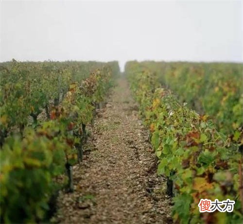 做红酒生意怎么样 售卖红酒需要什么手续