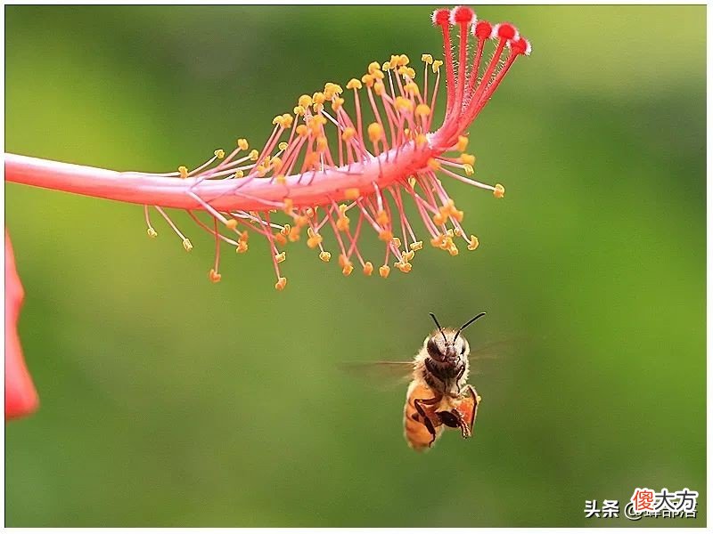 为什么蜜蜂只在早上采粉 为什么蜜蜂要采花粉