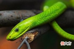 1953年属蛇人晚年子女运如何(图文)