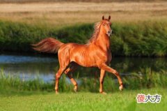 生肖马几月命苦(图文)