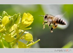 从了解蜜蜂和油菜花的特点开始 蜜蜂携带的花粉来自油菜花的什么