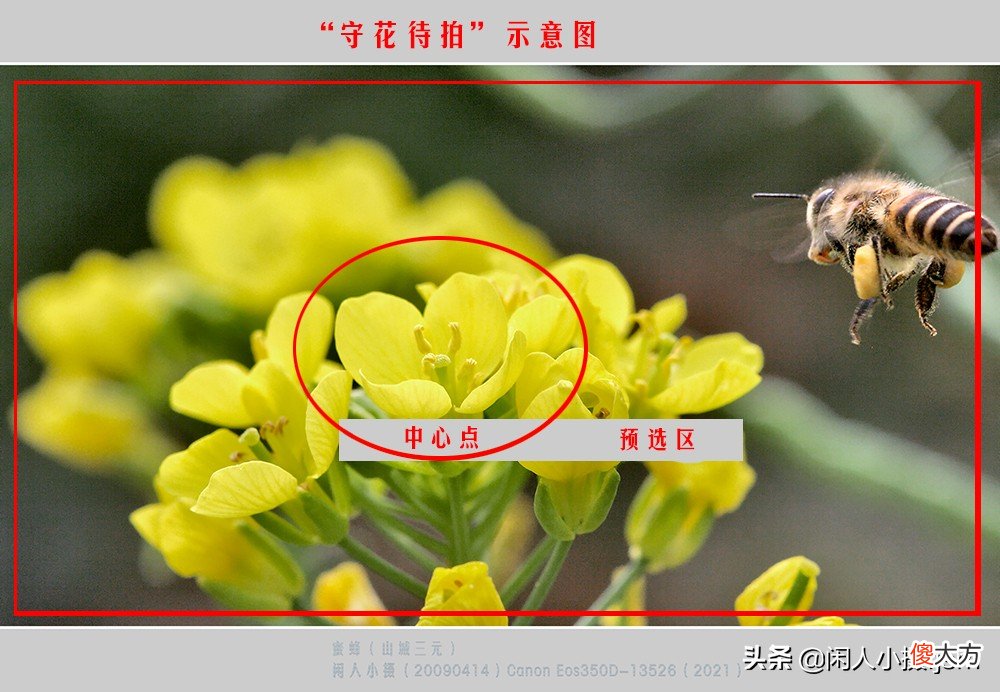 从了解蜜蜂和油菜花的特点开始 蜜蜂携带的花粉来自油菜花的什么