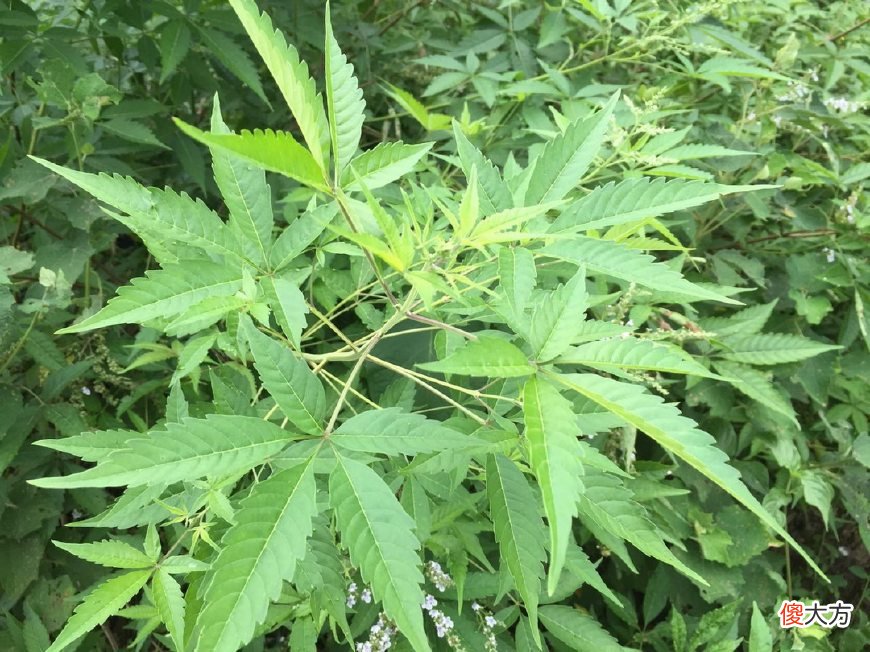 布惊树大家认识吗 布惊树是什么