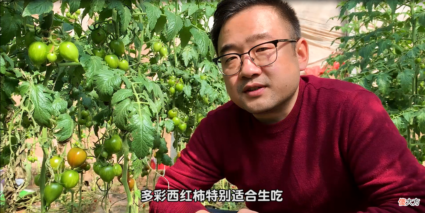 这番茄小镇出品的国产小番茄 中国番茄小镇