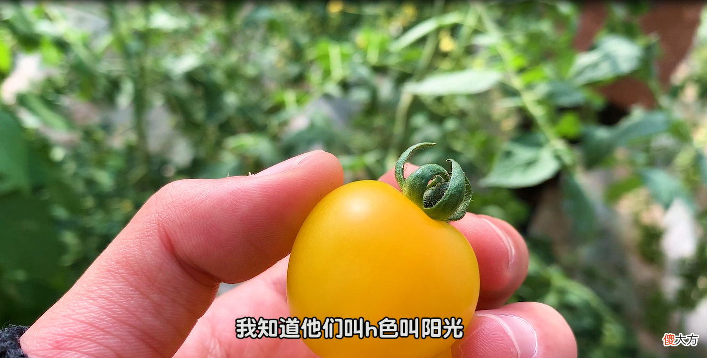 这番茄小镇出品的国产小番茄 中国番茄小镇