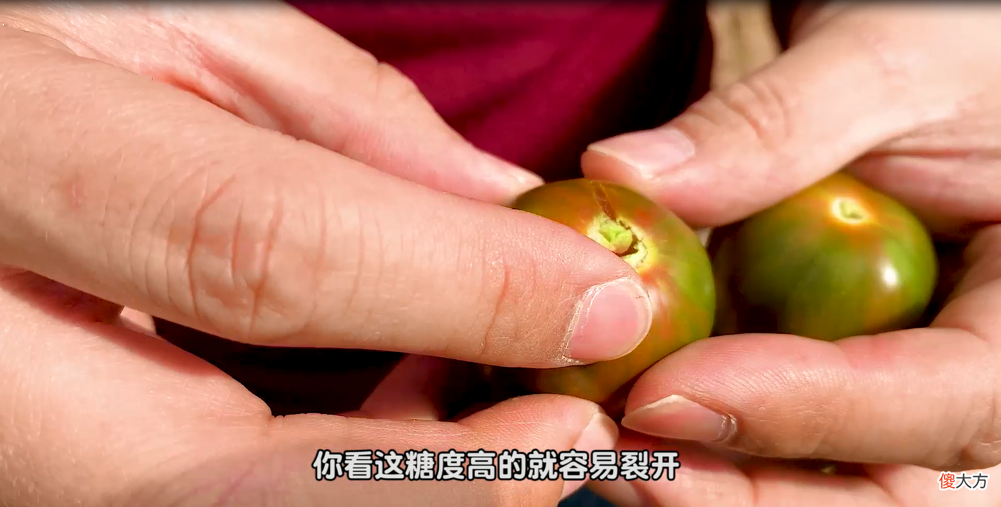 这番茄小镇出品的国产小番茄 中国番茄小镇