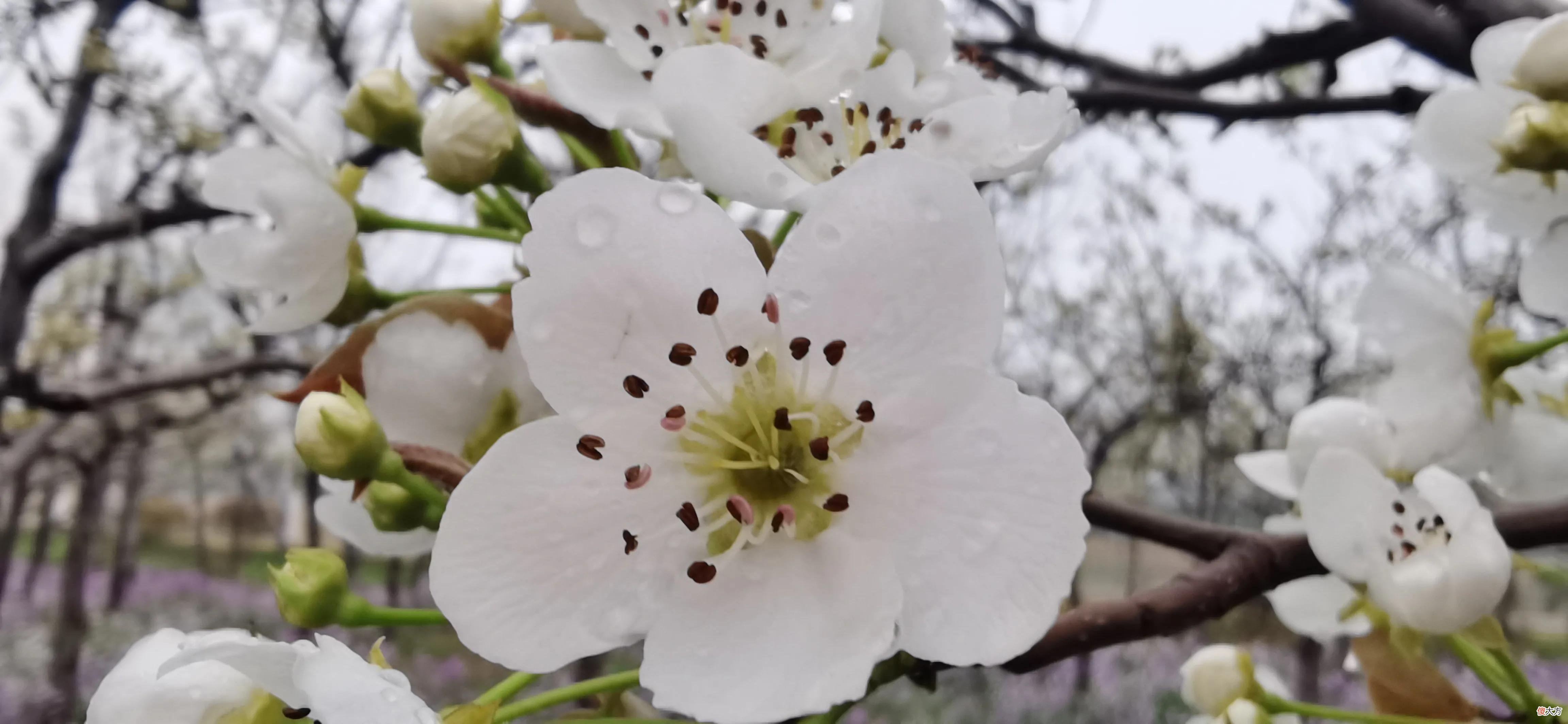 春天是花的海洋 春天是花的海洋的句子